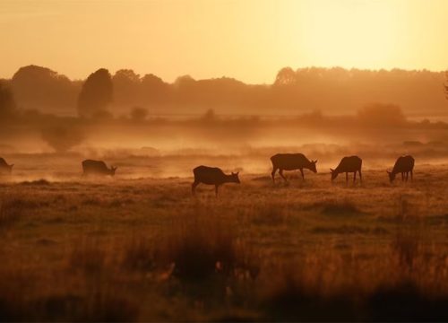 Kenya Safari Extravaganza – 5N / 6D