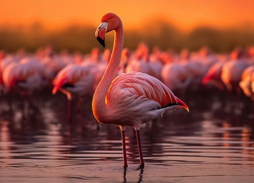 Kenyan Adventure Safari – 5N / 6D
